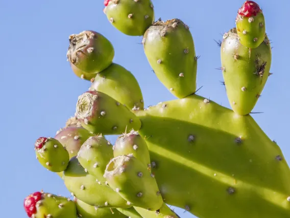 Prickly Pear Cactus