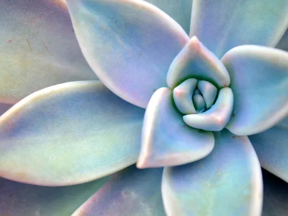 Blue/green succulent plant