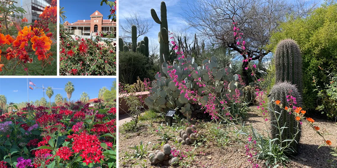 Flowers on UA Campus