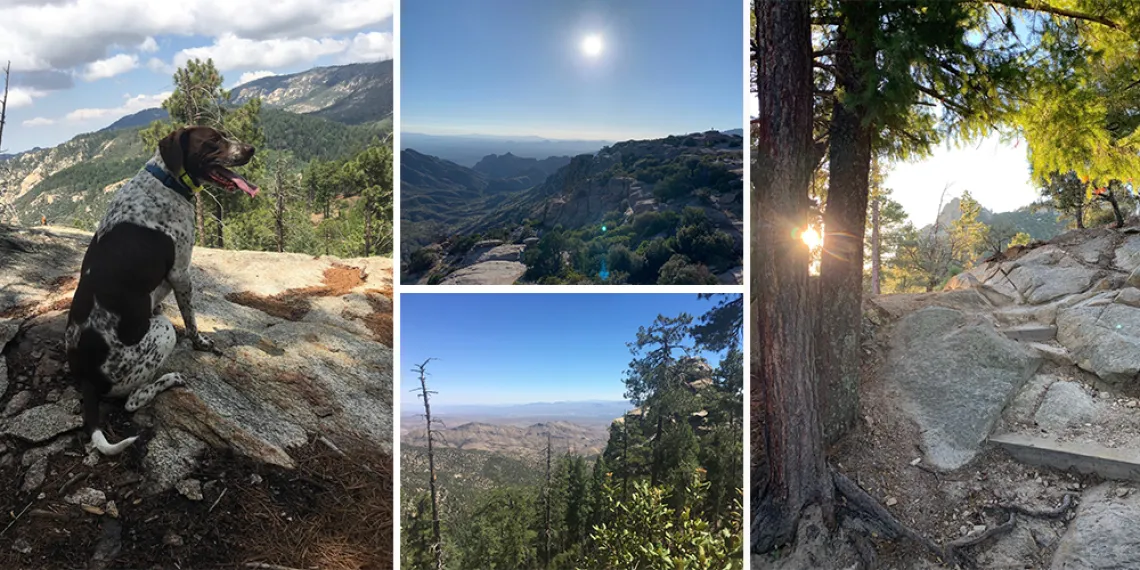 Pictures of Mount Lemmon